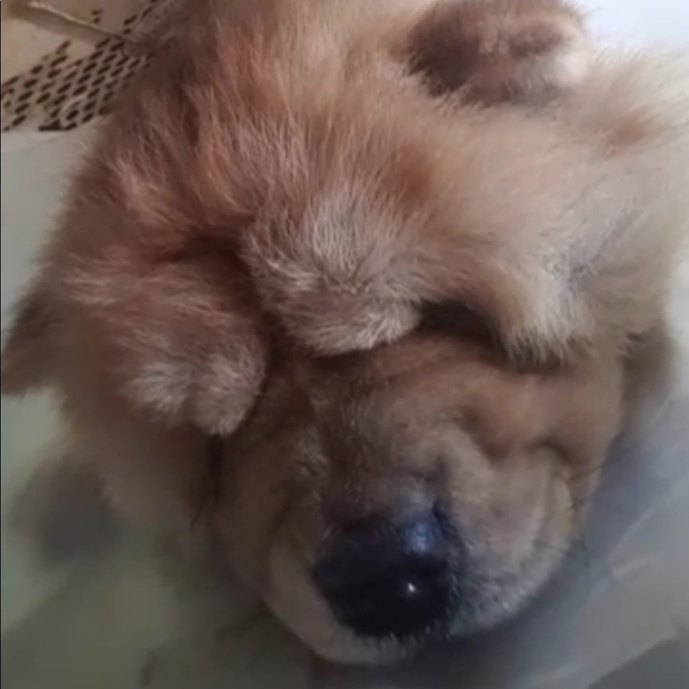 Meet your Posher, Nina